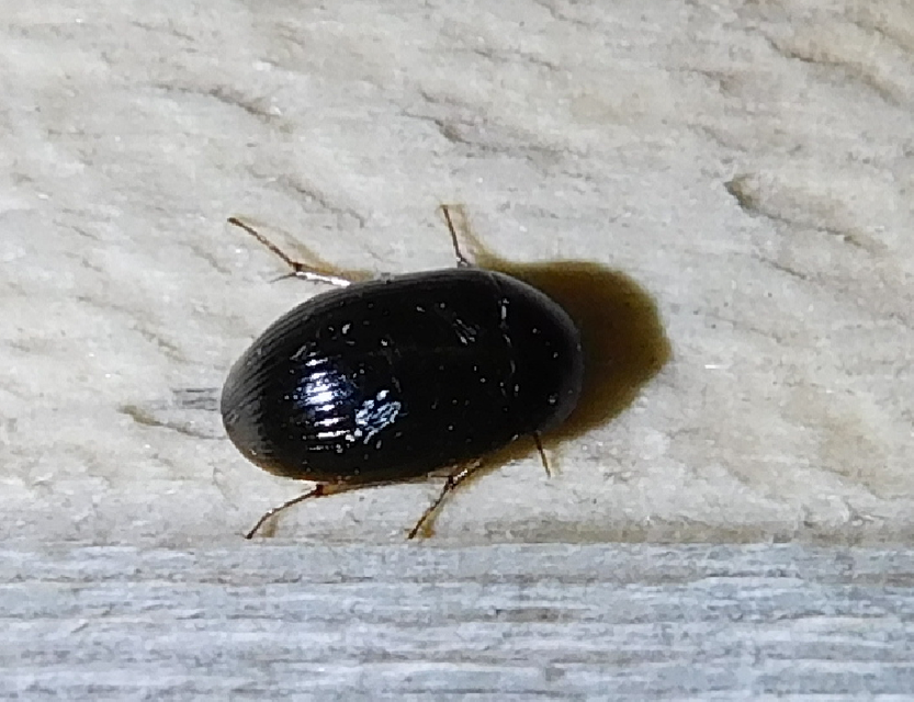 Hydrobius