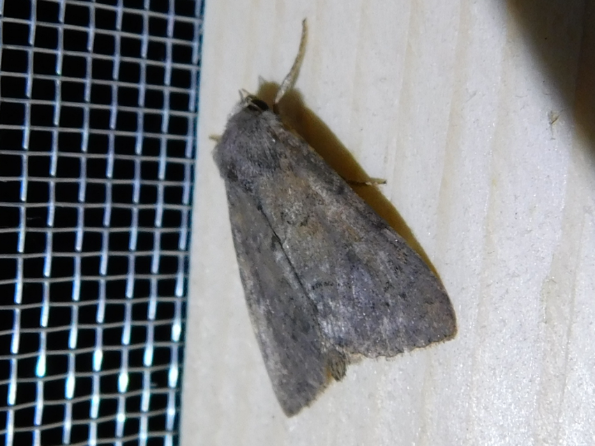 Parastichtis suspecta - sötét erdeibagoly