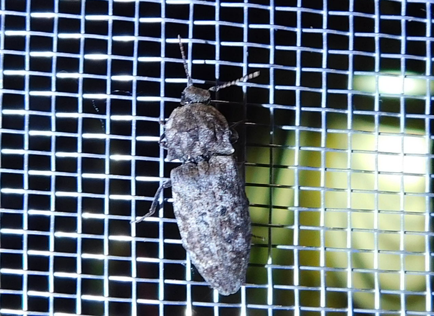 Agrypnus murinus - egérszínű pikkelyespattanó