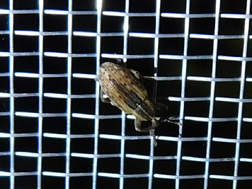 Hypera postica - lucerna-pikkelyesormányos