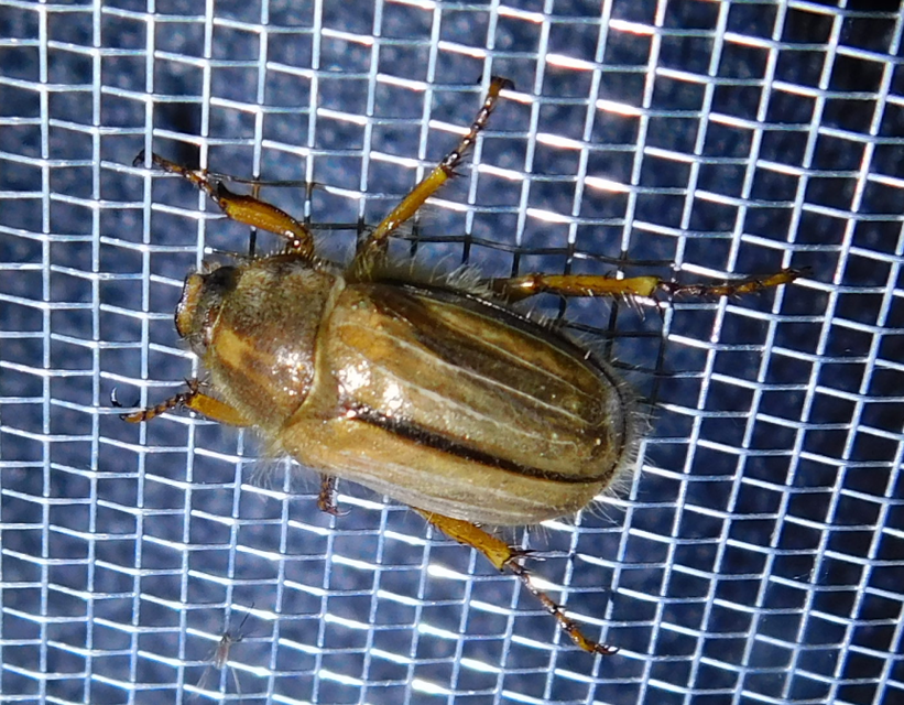 Amphimallon solstitiale - bordás sárgacserebogár
