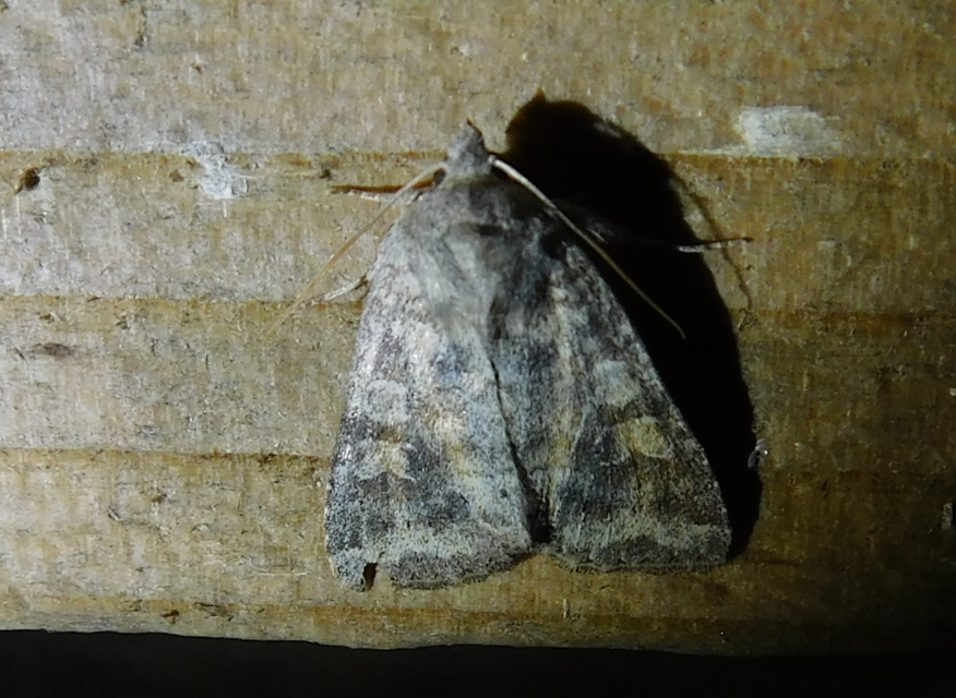 Parastichtis suspecta - sötét erdeibagoly