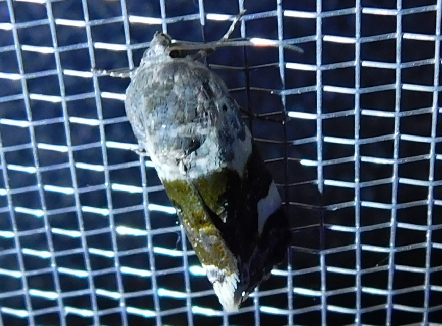 Acontia lucida - fehér nappalibagoly