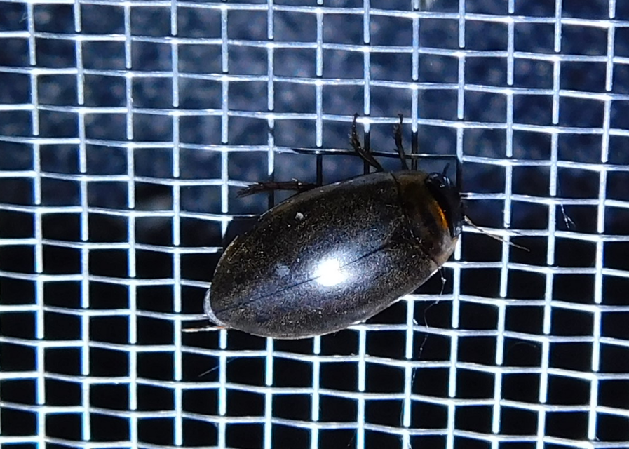 Rhantus