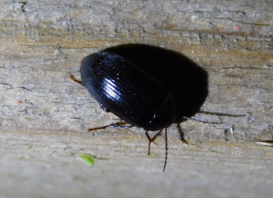 Prionychus melanarius - komor alkonybogár
