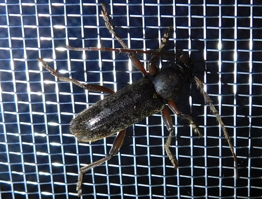 Trichoferus campestris - szállóvendég éjicincér