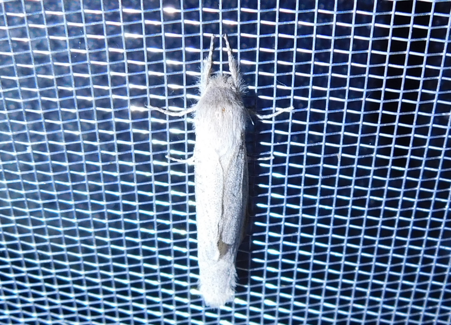 Phragmataecia castaneae - nádfúrólepke