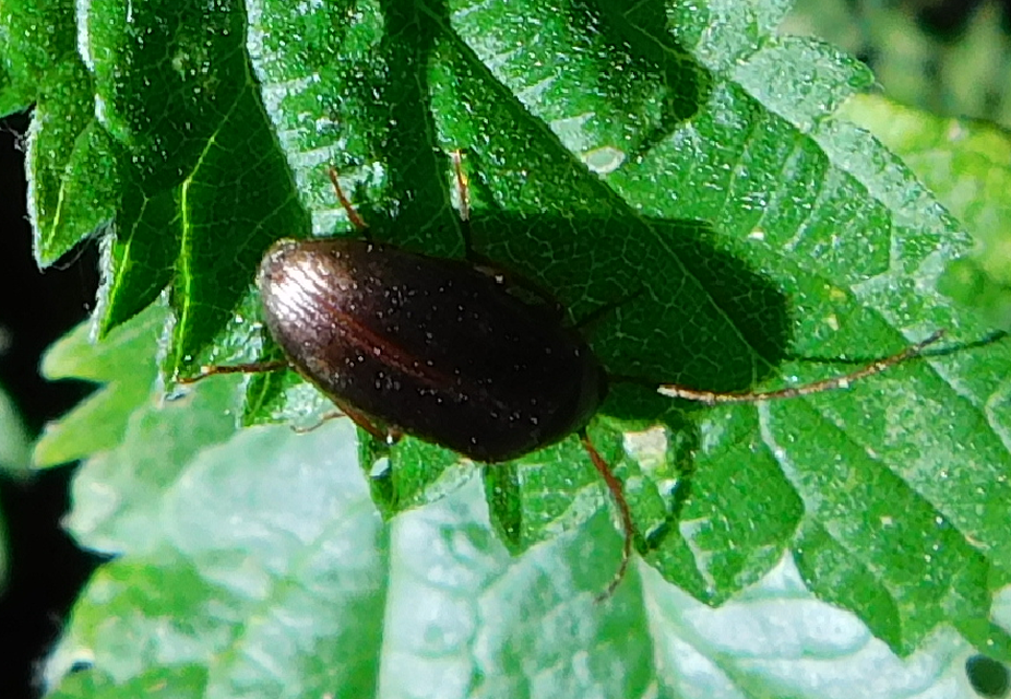 Hymenalia rufipes - rőtlábú alkonybogár