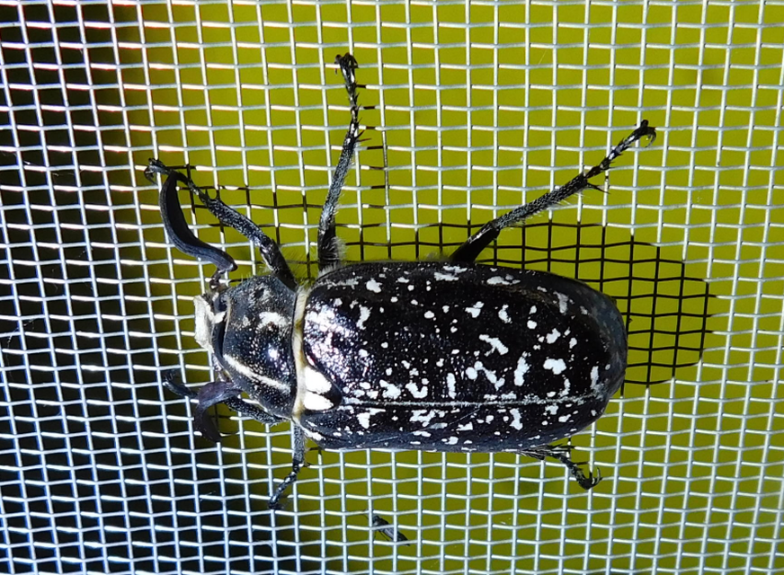 Polyphylla fullo - csapó cserebogár