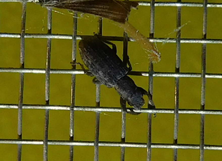 Sitona callosus - szempillás csipkézőbogár