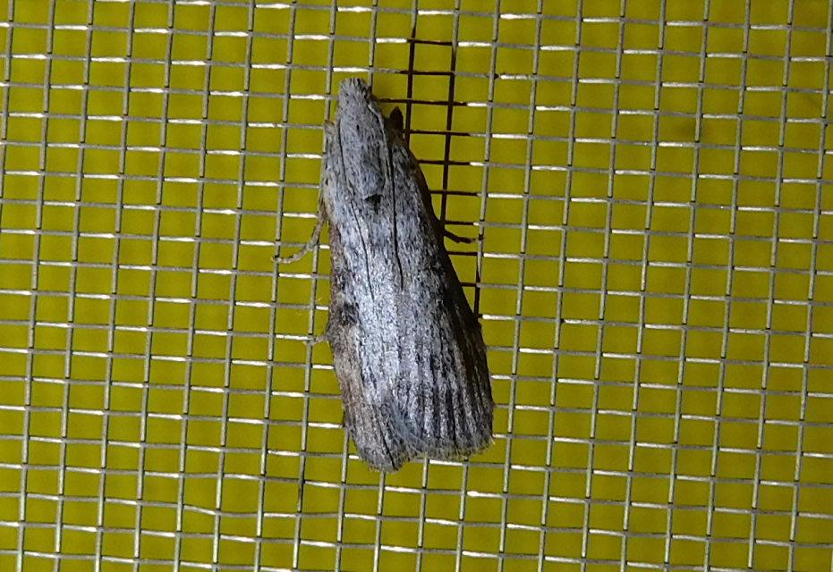 Lamoria