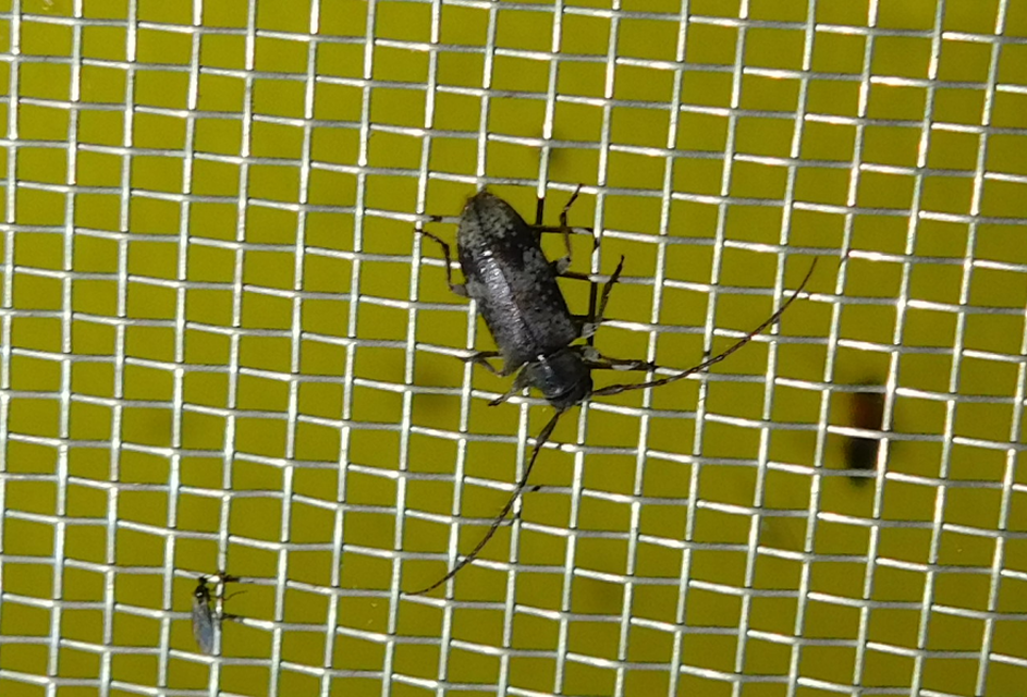 Exocentrus adspersus - tölgyfa-rőzsecincér