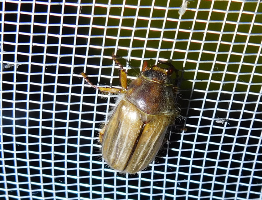 Amphimallon solstitiale - bordás sárgacserebogár