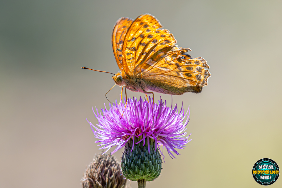 Argynnis paphia - nagy gyöngyházlepke