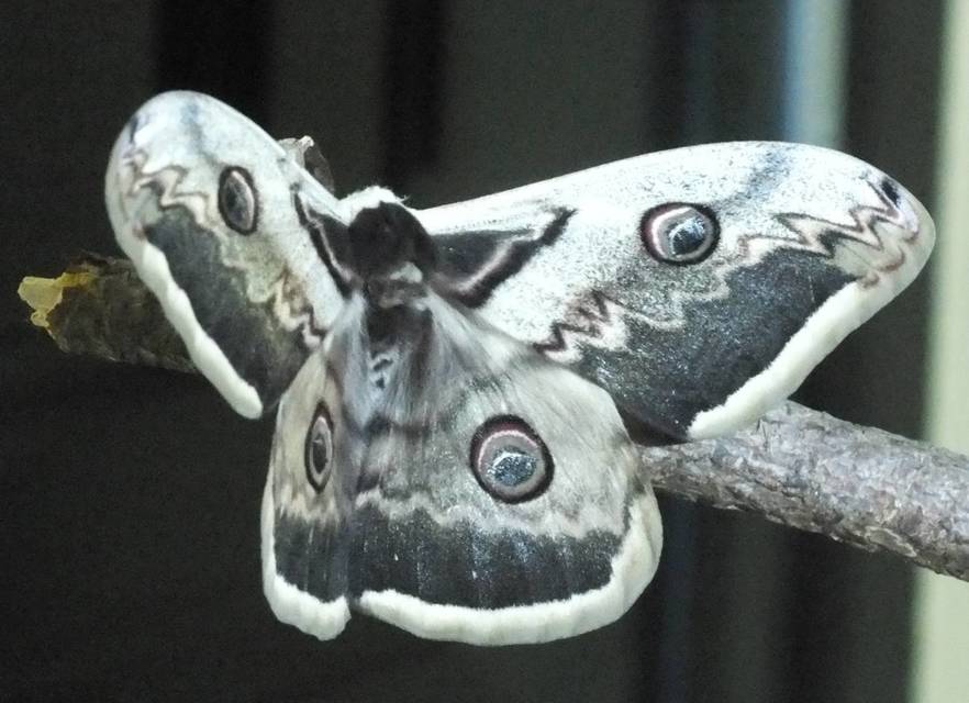 Saturnia pyri - nagy pávaszem