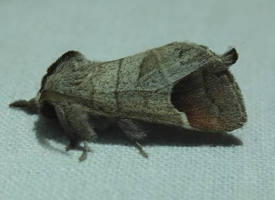 Clostera curtula - rövidszárnyú levélszövő