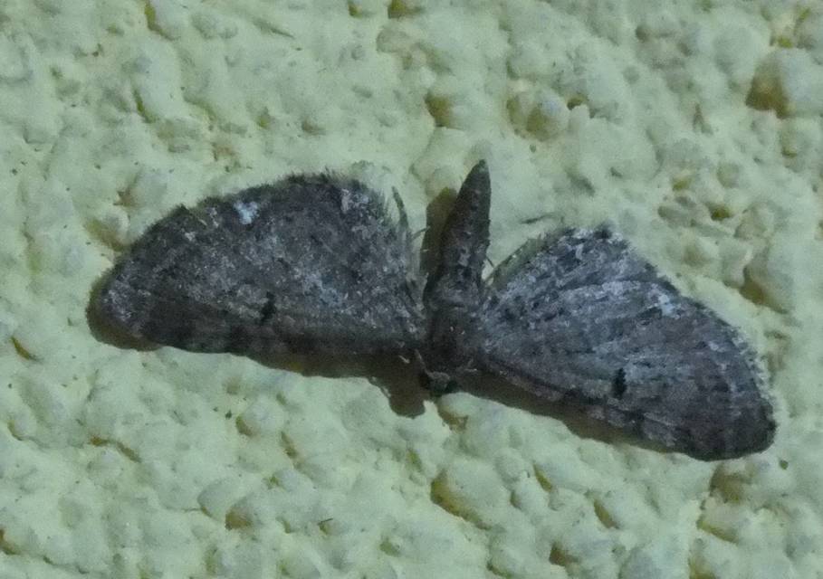 Eupithecia absinthiata - üröm-törpearaszoló