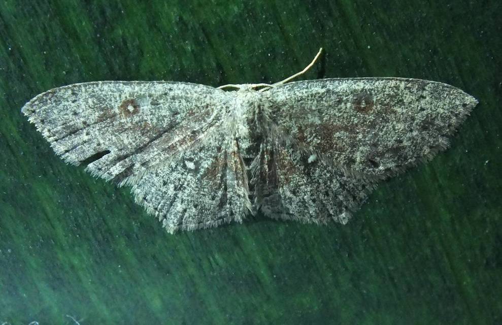 Cyclophora pendularia - fűzfa-pettyesaraszoló