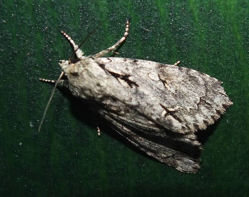 Acronicta cuspis/tridens/psi