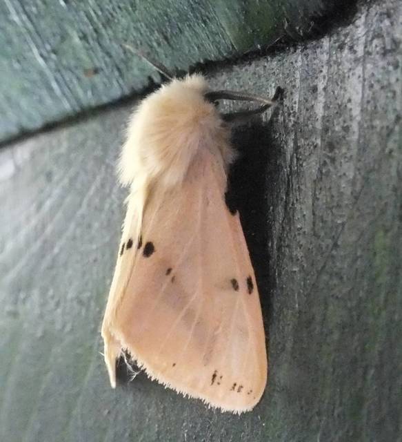 Spilarctia lutea - sárgás medvelepke