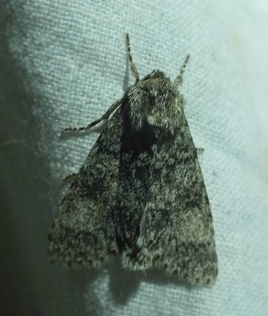 Acronicta megacephala - nagyfejű szigonyosbagoly