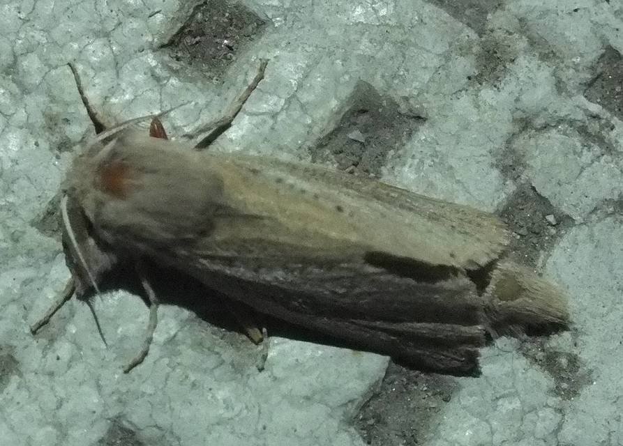 Phragmataecia castaneae - nádfúrólepke