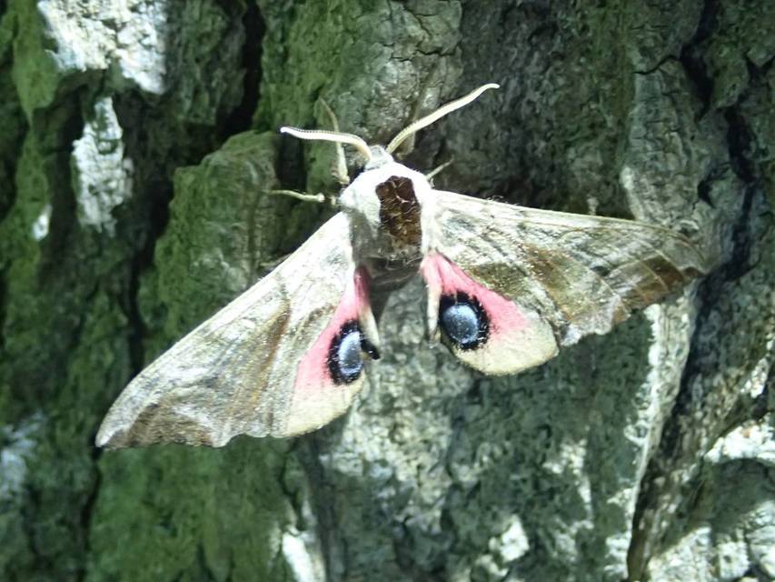 Smerinthus ocellatus - esti pávaszem