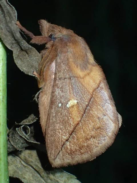 Euthrix potatoria - szomjas pohók