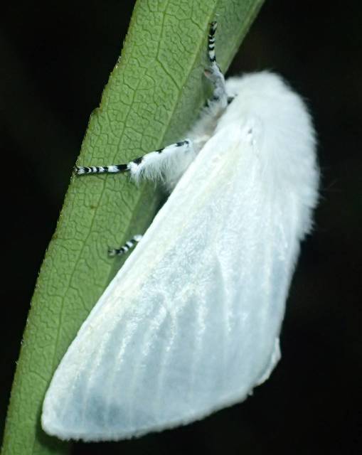 Leucoma salicis - fűzfaszövő
