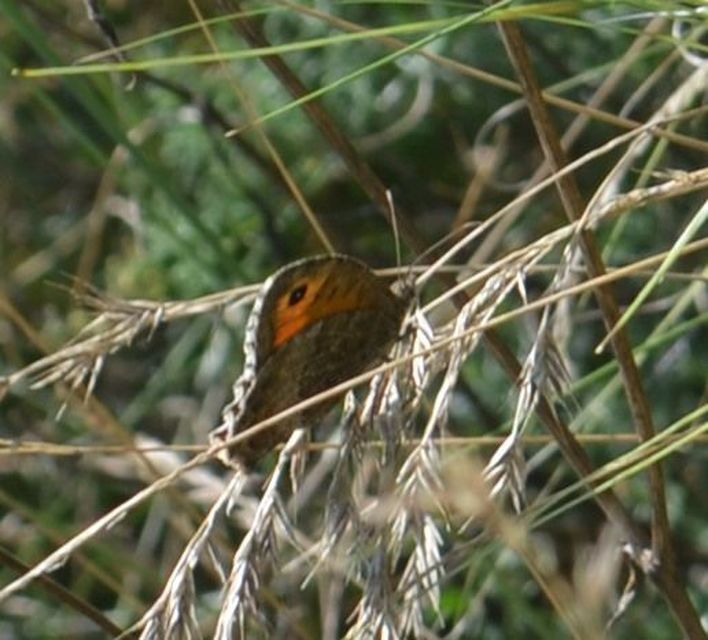 Arethusana arethusa - közönséges szemeslepke