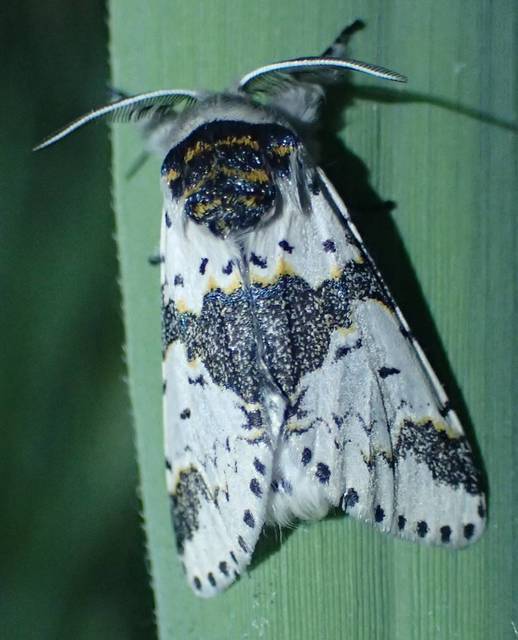 Furcula bicuspis - apáca-púposszövő