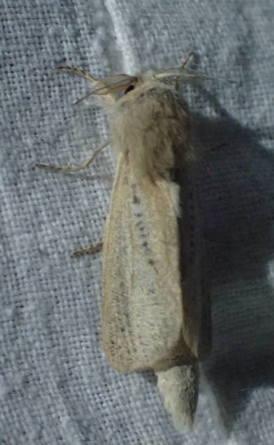 Phragmataecia castaneae - nádfúrólepke
