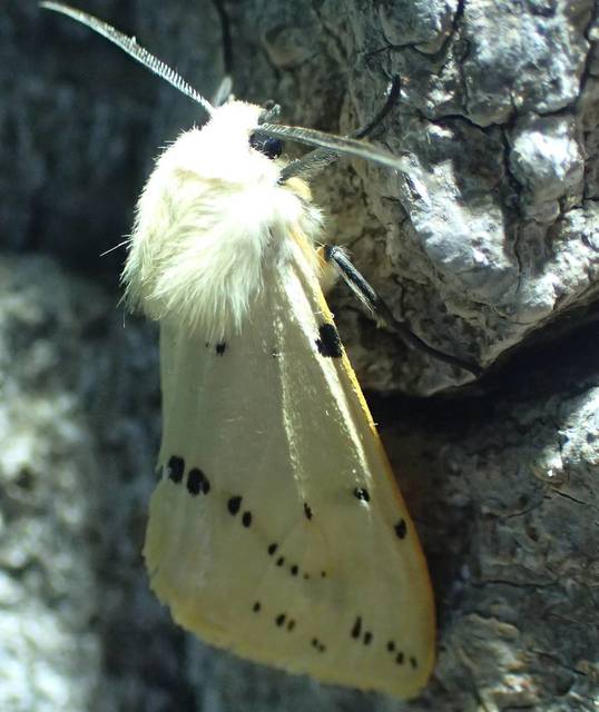 Spilarctia lutea - sárgás medvelepke