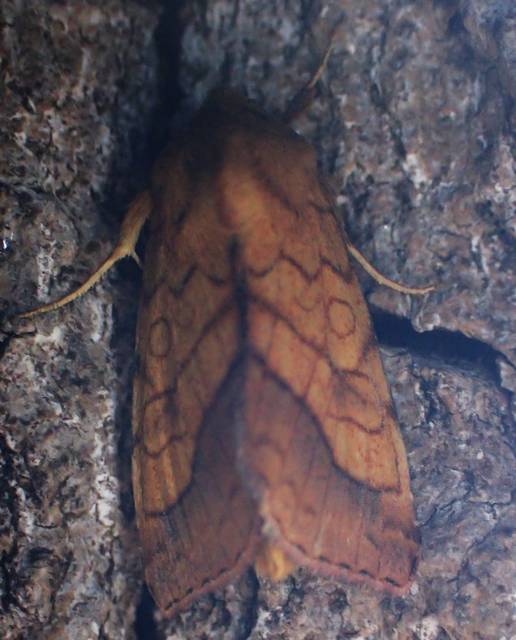 Pyrrhia umbra - iglicebagoly