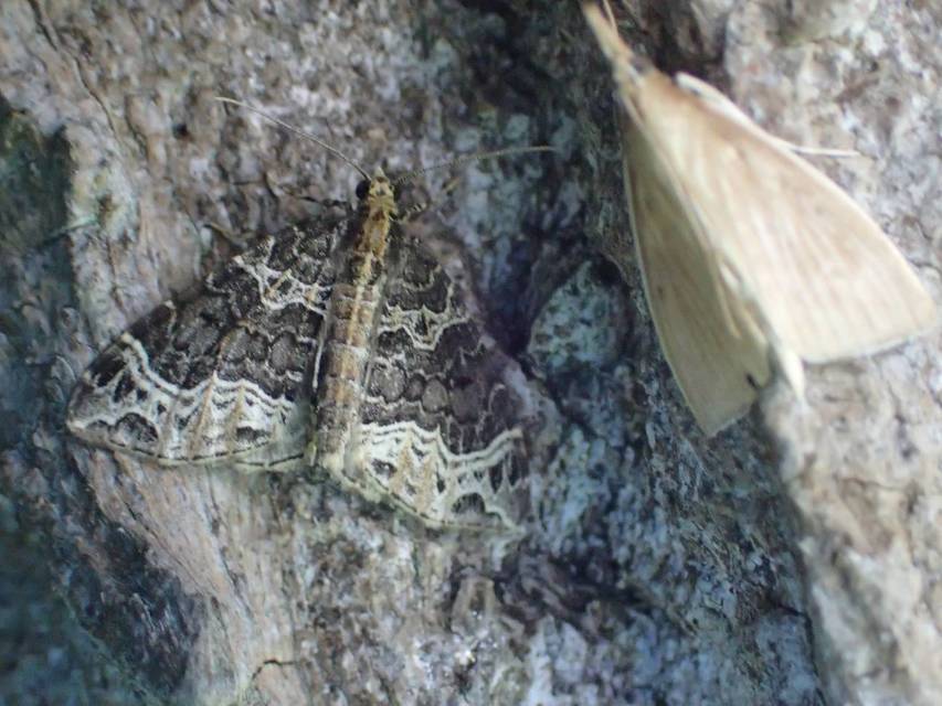 Ecliptopera silaceata - barna tarkaaraszoló