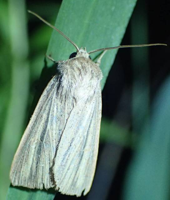 Mythimna pudorina - vörös rétibagoly