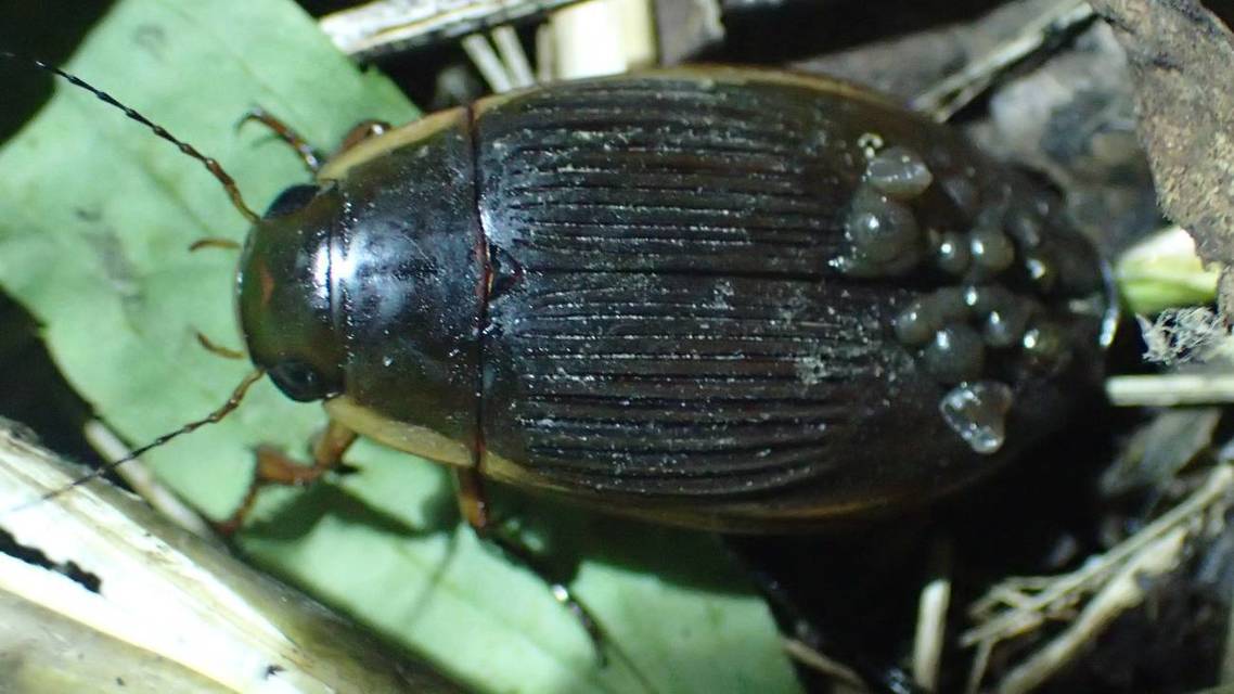 Dytiscus dimidiatus - tompacsípős csíkbogár