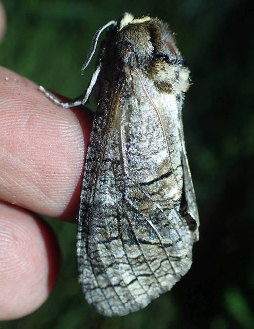 Cossus cossus - fűzfarontólepke