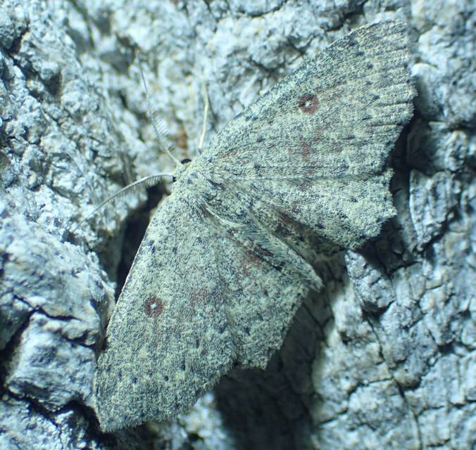 Cyclophora pendularia - fűzfa-pettyesaraszoló