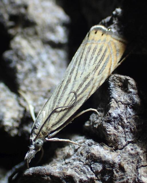 Chrysoteuchia culmella - kerti fűgyökérmoly