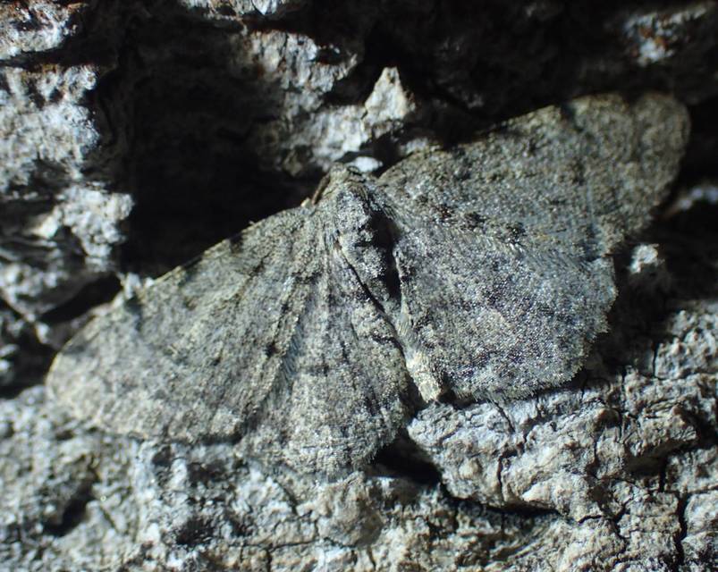 Aethalura punctulata - szürke égeraraszoló