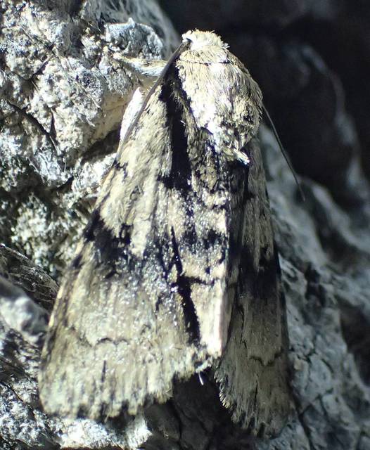 Acronicta alni - éger-szigonyosbagoly