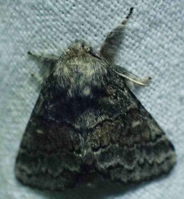 Gluphisia crenata - kormos púposszövő