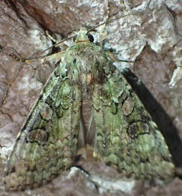 Anaplectoides prasina - zöld hegyibagoly