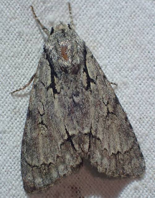Acronicta cuspis/tridens/psi