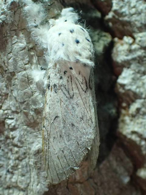 Cerura erminea - hermelin-púposszövő