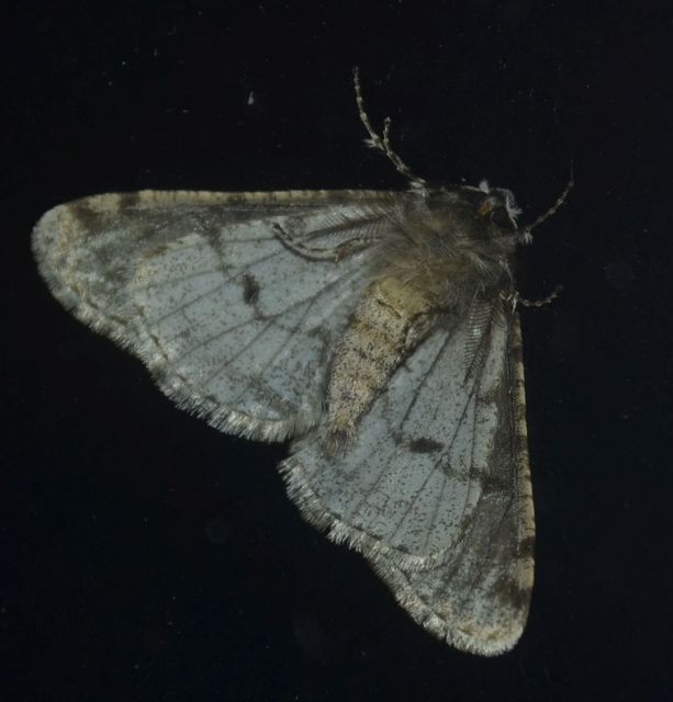 Apocheima pilosaria - zöldes tavasziaraszoló