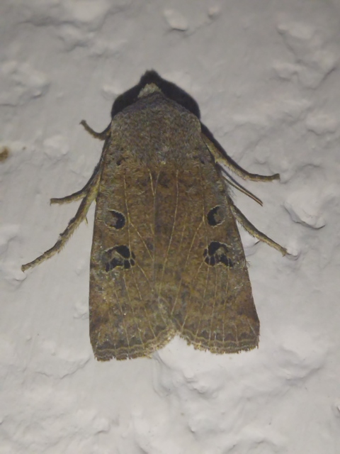 Conistra rubiginosa - szürke télibagoly