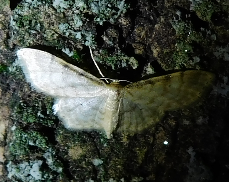Idaea fuscovenosa - szürkeszélű apróaraszoló