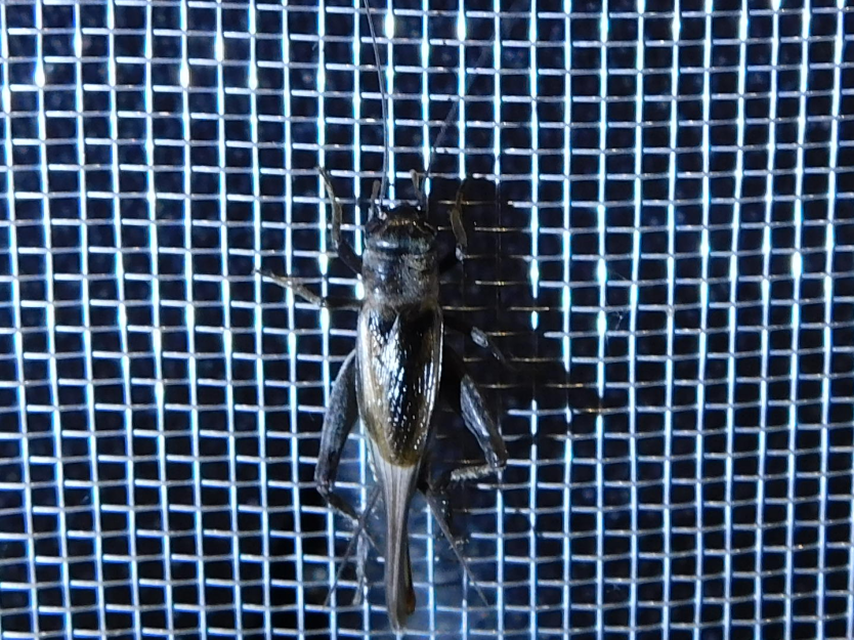 Eumodicogryllus bordigalensis - bordói tücsök